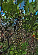 Image of poison sumac