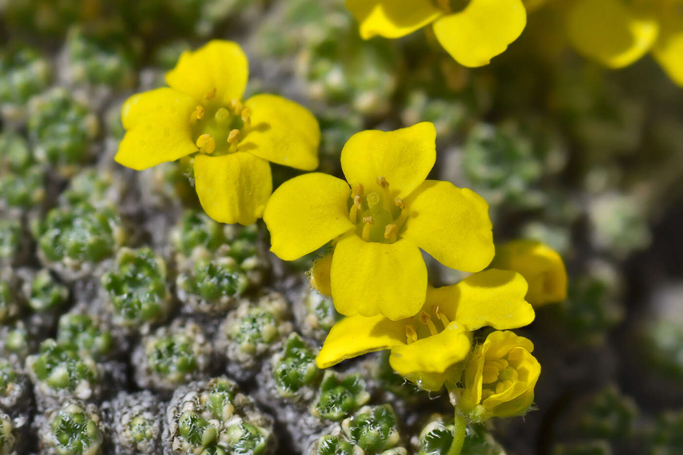 Image of Draba rigida Willd.