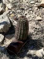 Image of Lloyd's hedgehog cactus