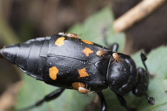 Image of Nicrophorus (Nicrophorus) defodiens (Mannerheim 1846)