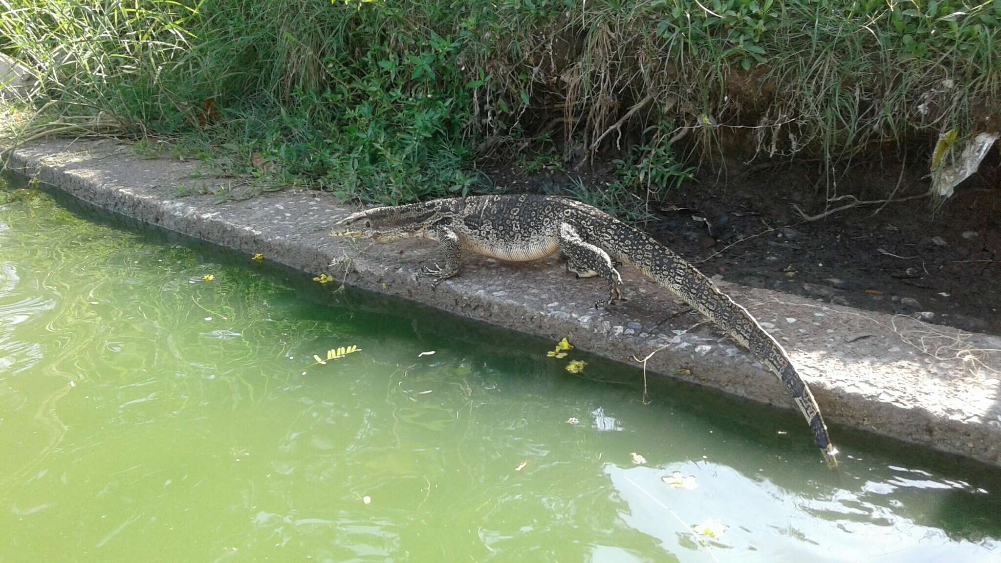 صورة ورل الماء الآسيوي