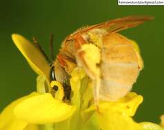 Image of Halictus pseudovestitus Blüthgen 1925