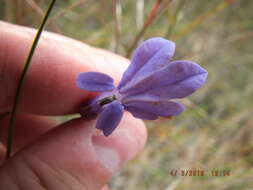 Plancia ëd Lobelia glandulosa Walter