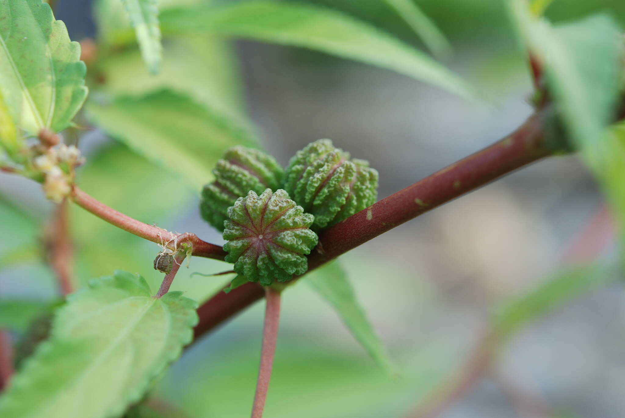 Imagem de Corchorus capsularis L.