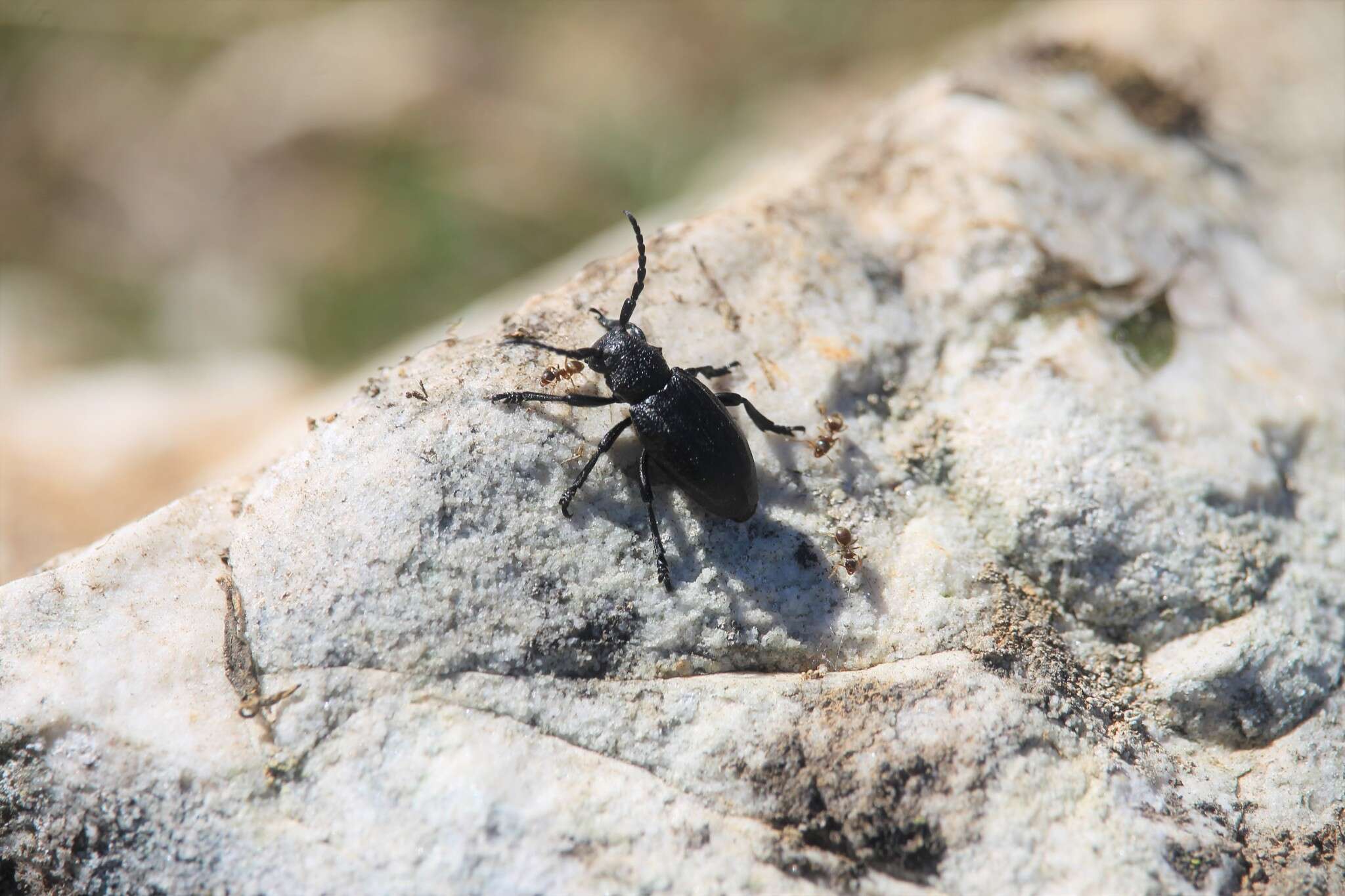 Image of Iberodorcadion seoanei (Graëlls 1858)