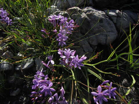 Image of Schizorhiza neglecta (Goldblatt) Goldblatt & J. C. Manning