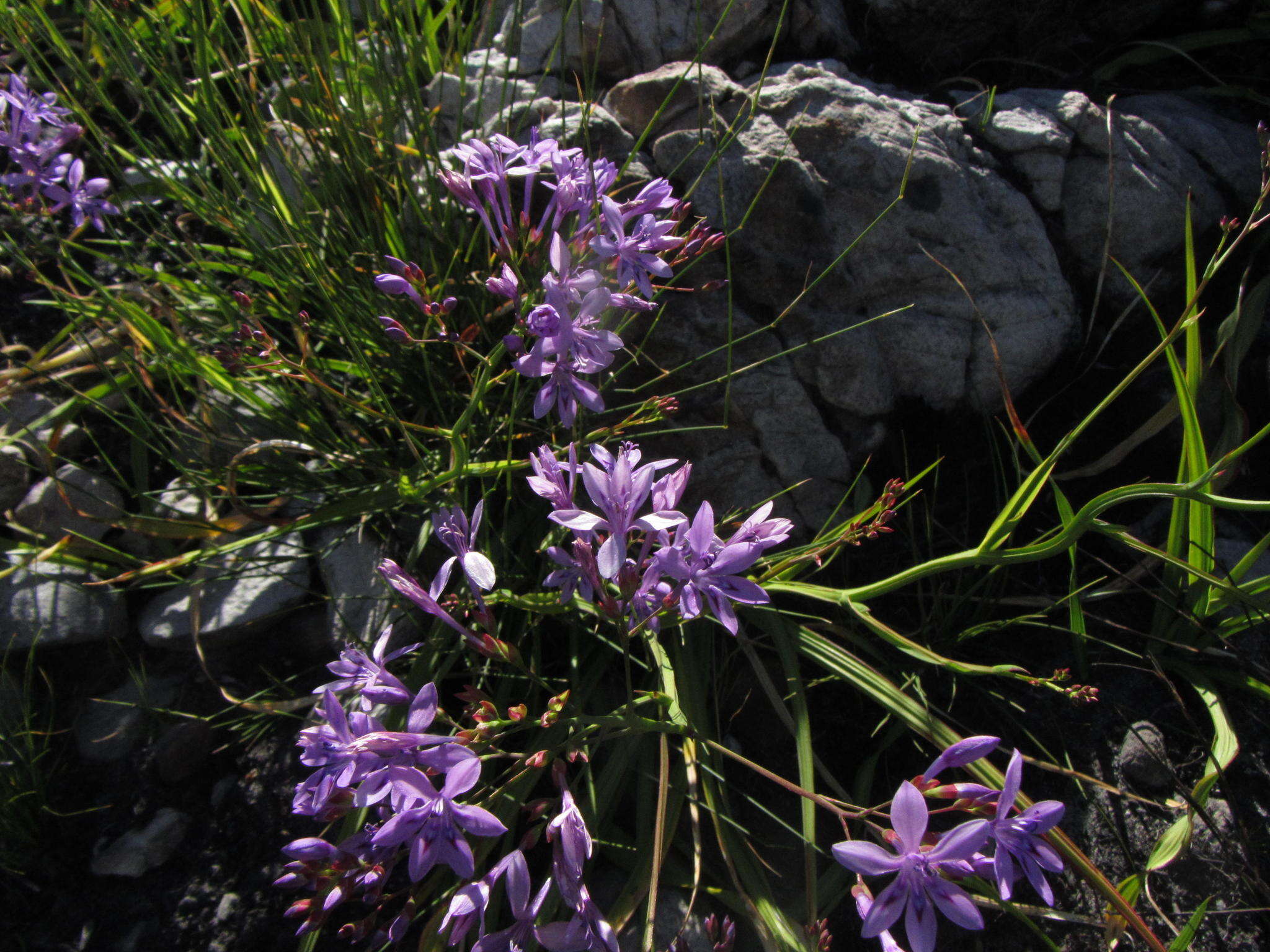 Image of Schizorhiza neglecta (Goldblatt) Goldblatt & J. C. Manning