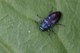 صورة Chrysobothris azurea Le Conte 1857