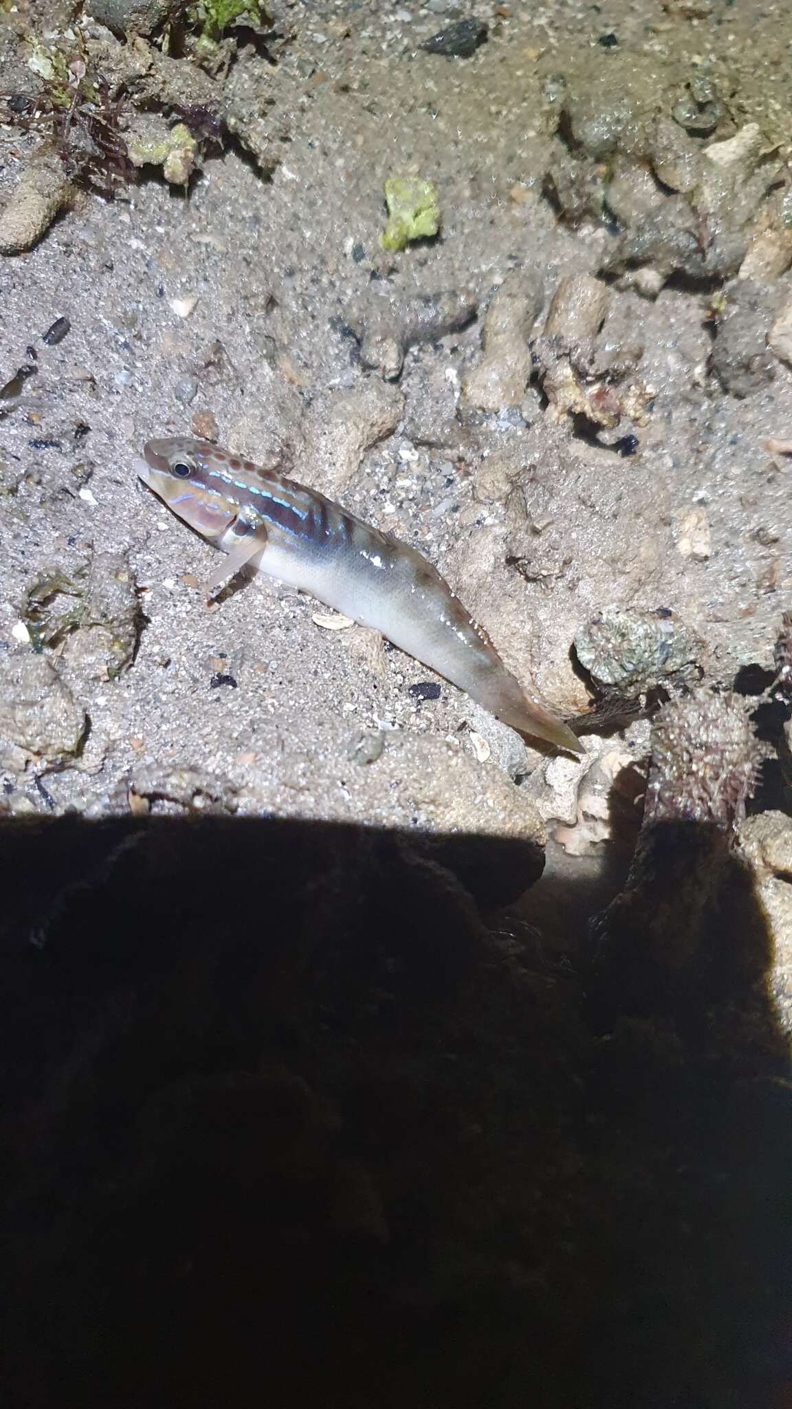 Image de Amblygobius stethophthalmus (Bleeker 1851)