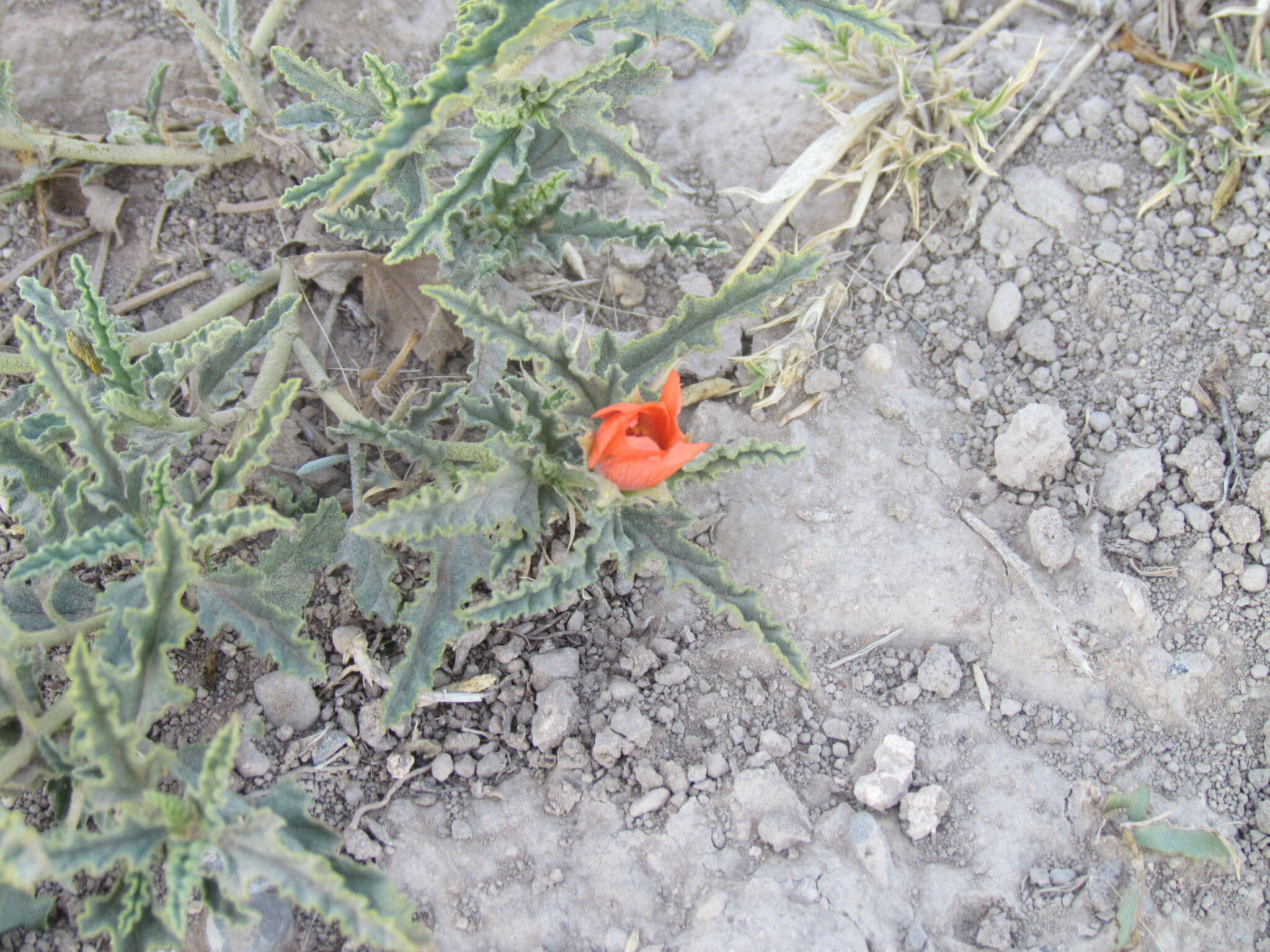 Image of spear globemallow