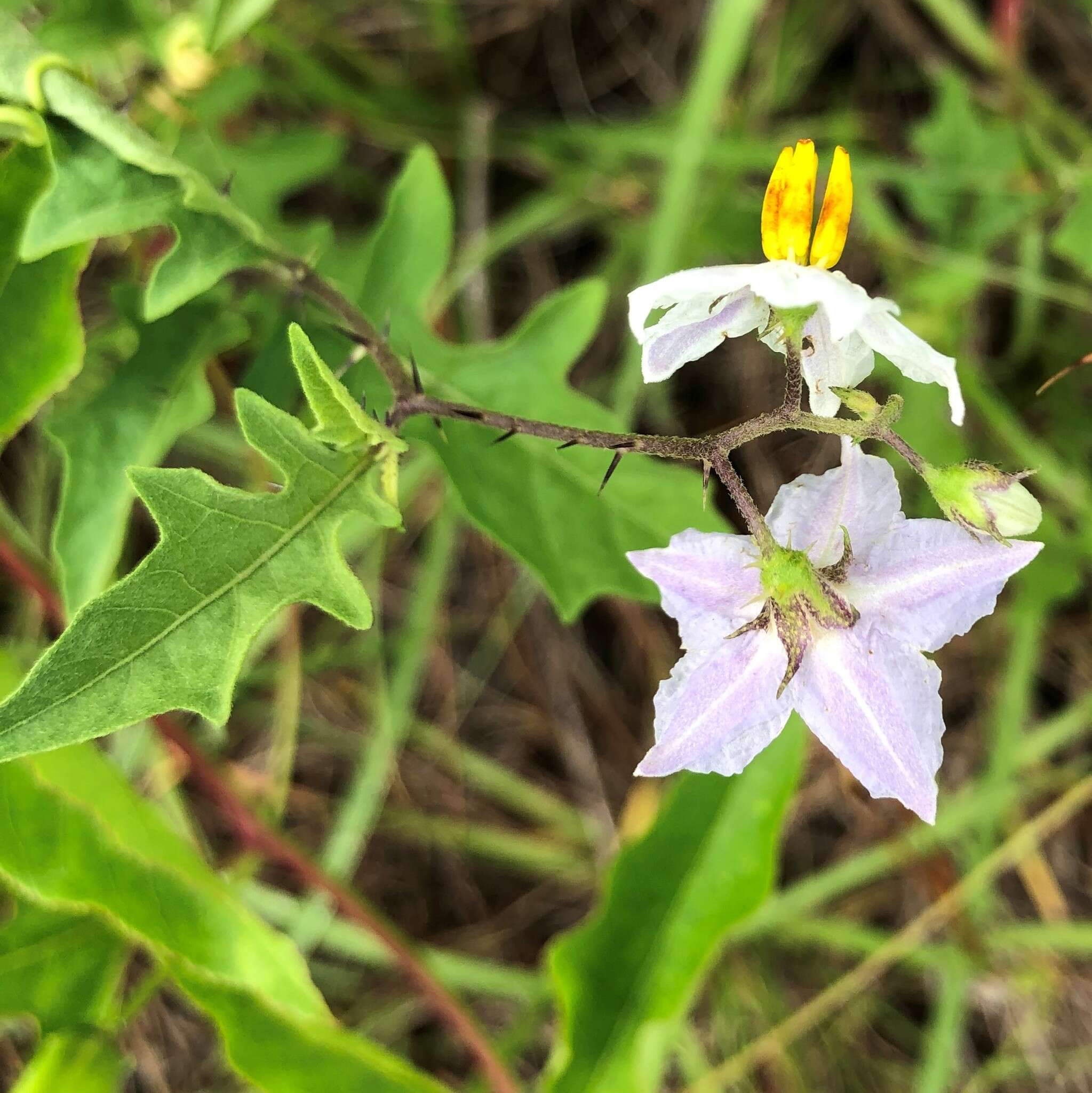 Image of Florida horsenettle