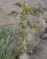 Image of Asian copperleaf