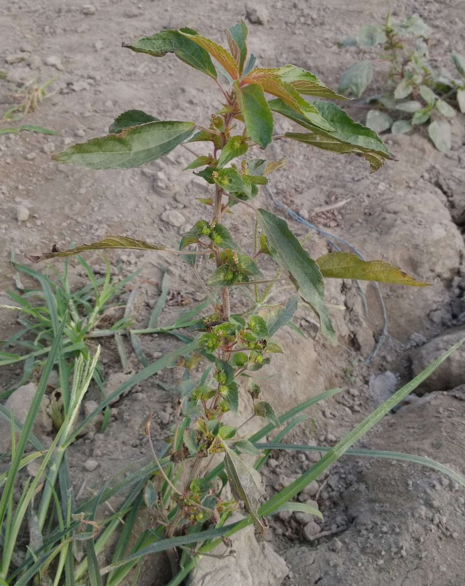 Image of Asian copperleaf