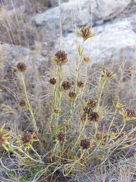 Image de Teucrium carolipaui Vicioso ex Pau