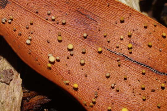 Sivun Hymenotorrendiella eucalypti (Berk.) P. R. Johnst., Baral & R. Galán 2014 kuva