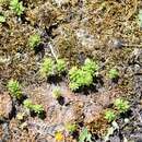 Слика од Sedum maireanum Sennen