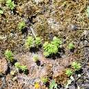 Image of Sedum maireanum Sennen