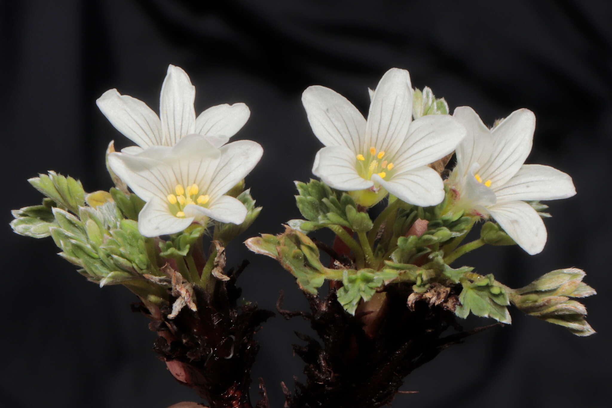 Imagem de Geranium ruizii Hieron.