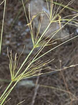 Image of smilograss