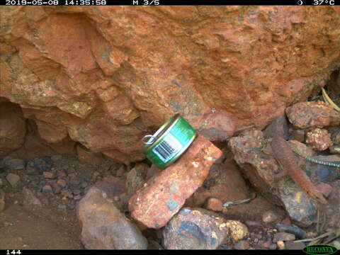 Image of Pilbara Rock Monitor