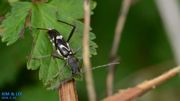 Image of Rhaphuma gracilipes (Faldermann 1835)