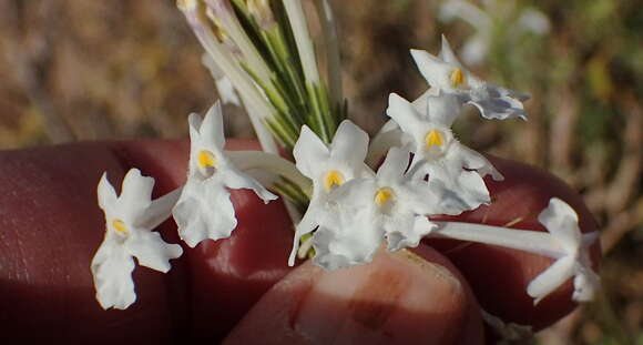 Image of Chascanum garipense E. Mey.