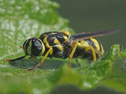 Image of Oxycera meigenii Staeger 1844