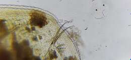 Image of Water flea