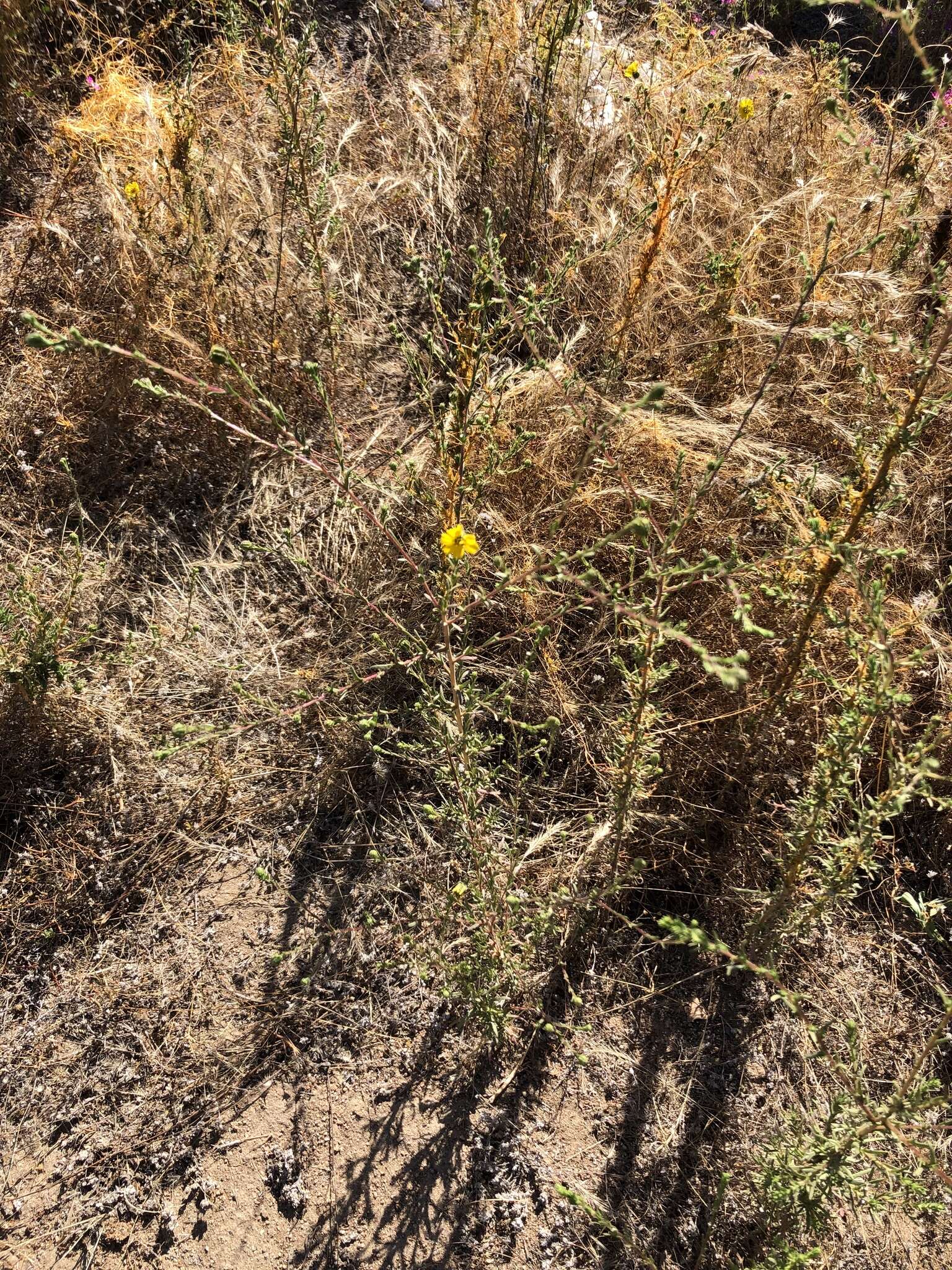 Image of San Diego Moonshine-Daisy