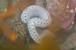 Image of Sycozoa cerebriformis (Quoy & Gaimard 1834)