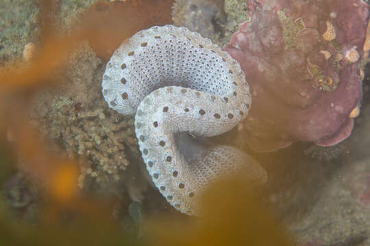 Image of Sycozoa cerebriformis (Quoy & Gaimard 1834)