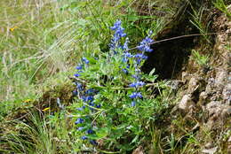 Sivun <i>Lupinus ultramontanus</i> kuva