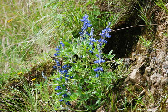 Image of <i>Lupinus ultramontanus</i>