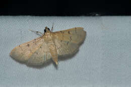 Image of Herpetogramma rudis Warren 1892