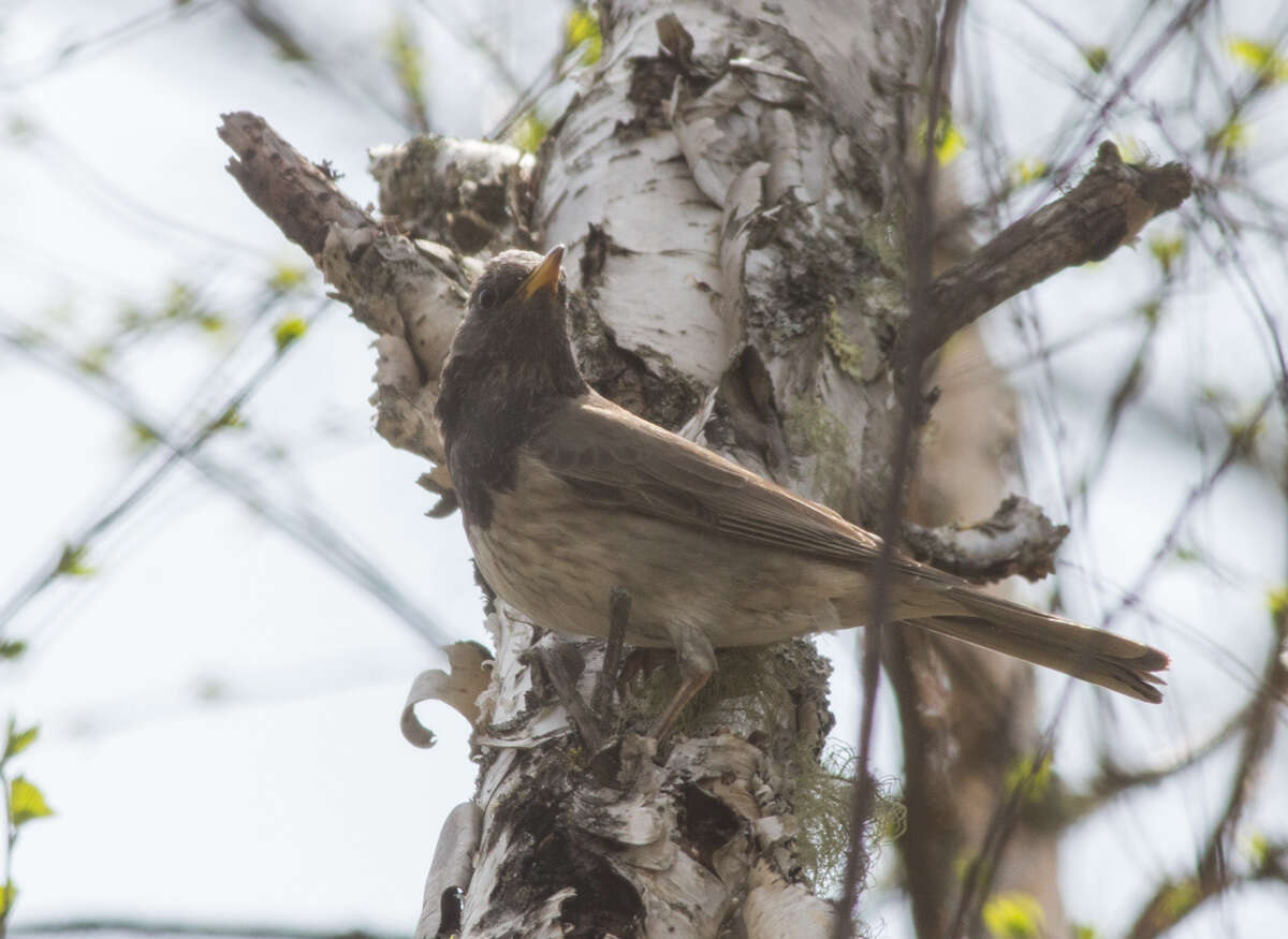 Imagem de Turdus atrogularis Jarocki 1819