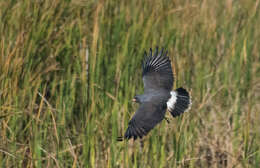 Image of Everglade snail kite