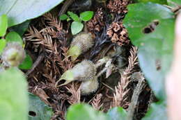 Imagem de Asarum caudigerum Hance