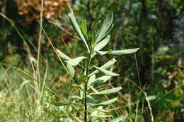 Image of Daphne sophia subsp. taurica (Kotov) J. J. Halda