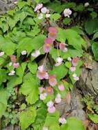 Image of Begonia ravenii C. I. Peng & Y. K. Chen