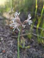 Image of Pelargonium auritum subsp. carneum (Harv.) J. J. A. V. D. Walt