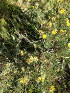 Image of Dasiphora fruticosa subsp. floribunda (Pursh) Kartesz