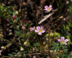 Image of Eremogone picta (Sm.) Dillenb. & Kadereit