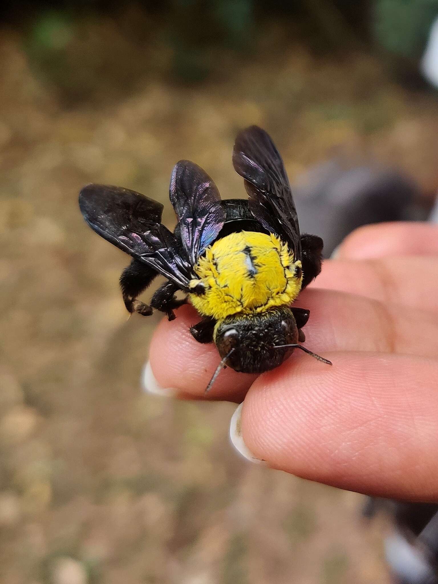 Plancia ëd Xylocopa ruficornis Fabricius 1804