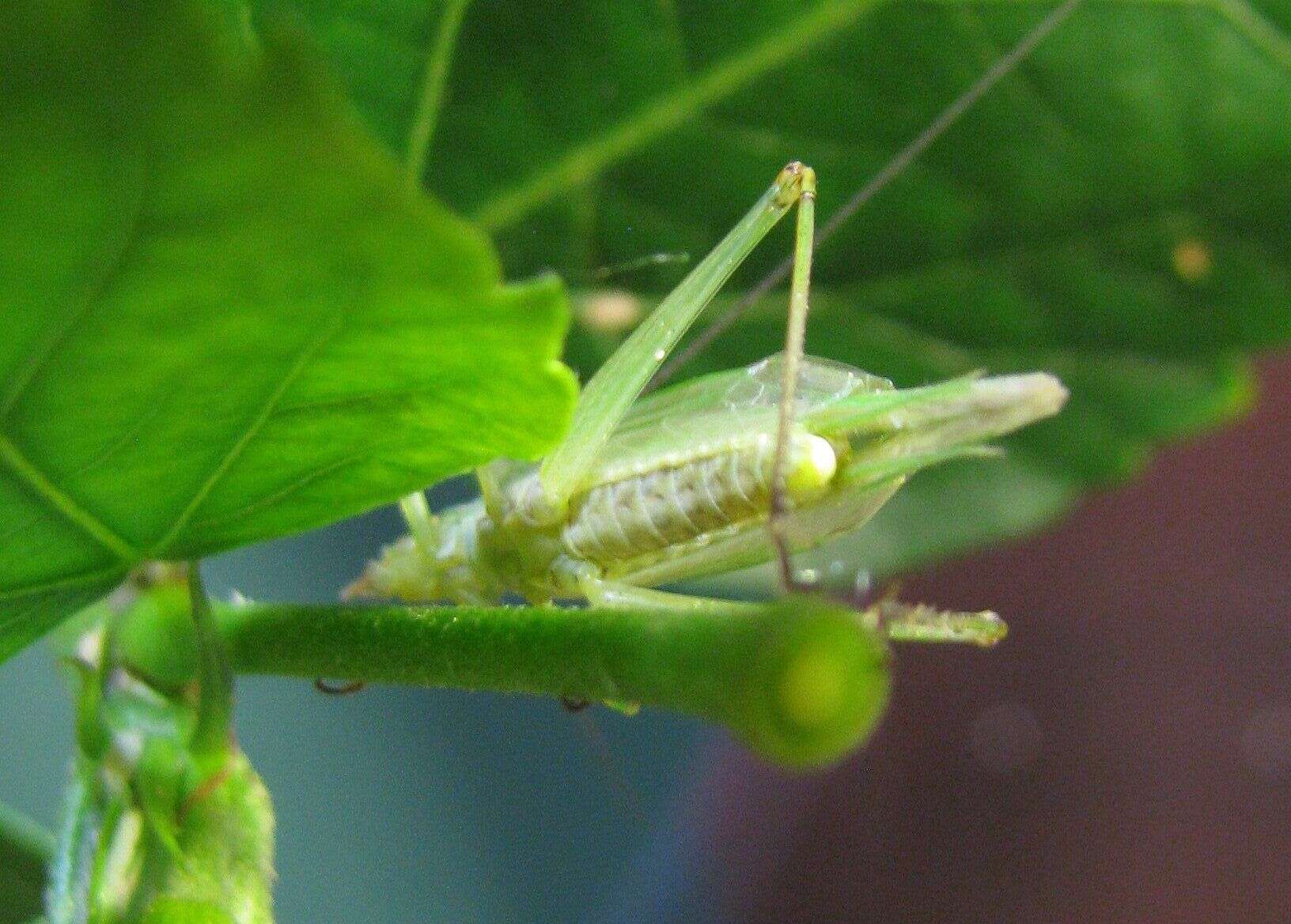 Image of Walker's Tree Cricket