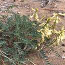 Plancia ëd Astragalus curvicarpus var. brachycodon (Barneby) Barneby