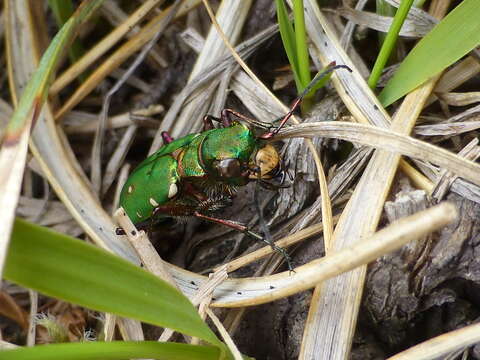 Image of Green tiger beetle