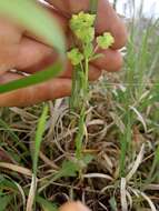 Euphorbia longicruris Scheele resmi