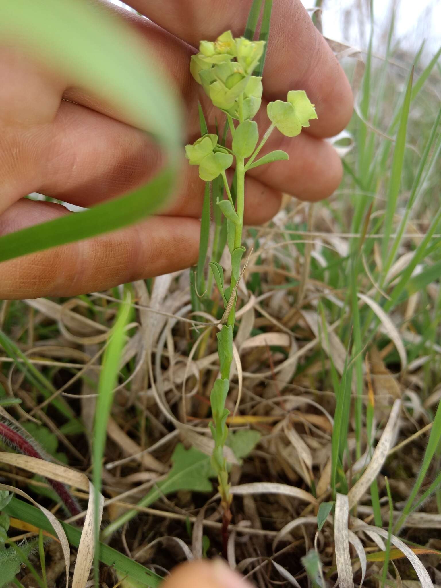 Image of wedgeleaf spurge