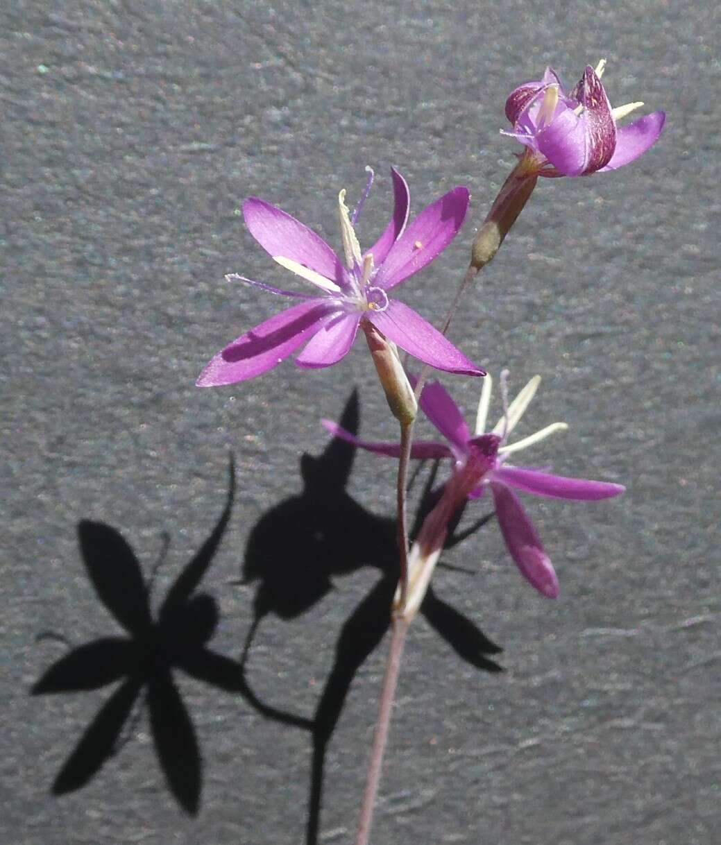 Image of Hesperantha pilosa (L. fil.) Ker Gawl.