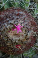 Image of Melocactus curvispinus subsp. curvispinus